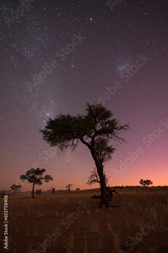 Milky Way rising over tree in Namibia