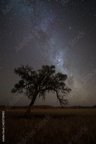 Milky Way rising over tree in Namibia