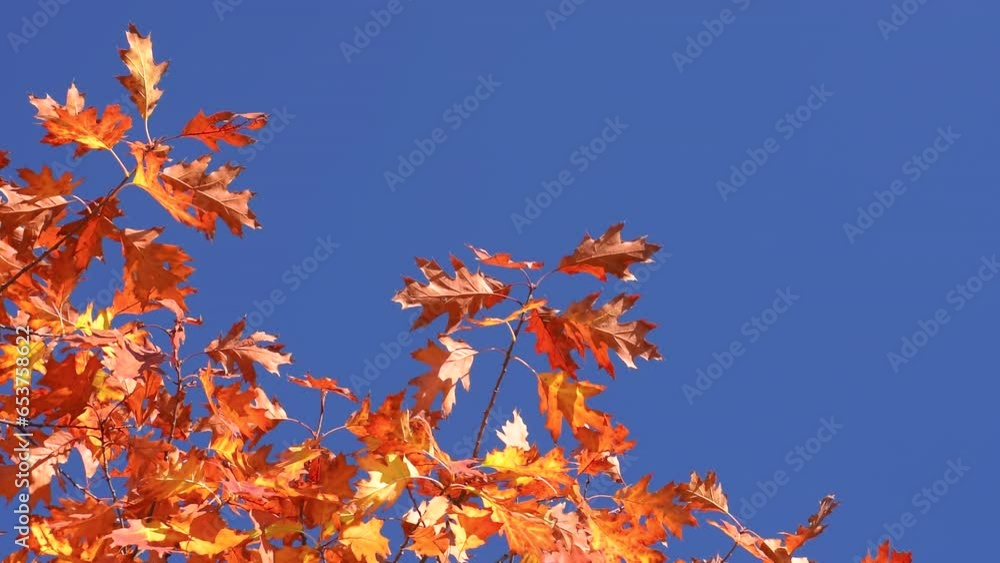 Beautiful red colorful autumn leaves on background clear blue sky. Sunny day, branches, oak, leafs, leaf, trees, tree, colors, dry, wind, windy, nature, outdoor, real time, close up, hd. ProRes 422HQ. Beautiful red colorful autumn leaves on background clear blue sky. Sunny day, branches, oak, leafs, leaf, trees, tree, colors, dry, wind, windy, nature, outdoor, real time, close up, hd. ProRes 422HQ.