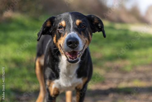 Appenzeller Mountain Dog, portrait of a dog close-up.