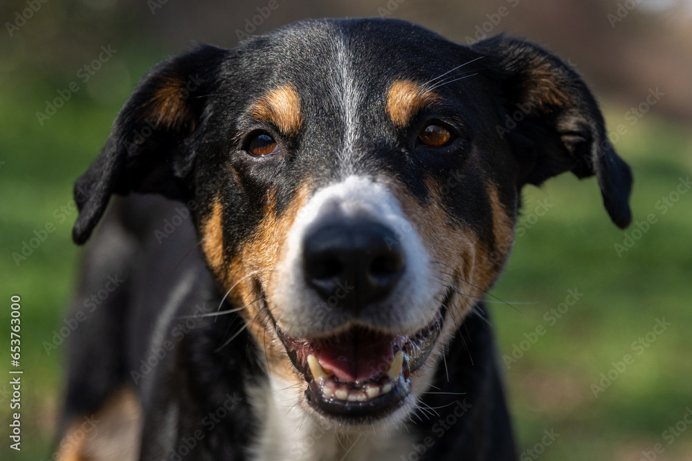 Appenzeller Mountain Dog, portrait of a dog close-up. Appenzeller Mountain Dog, portrait of a dog close-up.