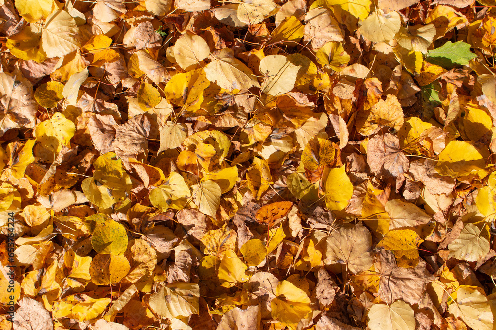 Yellow fallen linden leaves, top view. Yellow fallen linden leaves, top view.