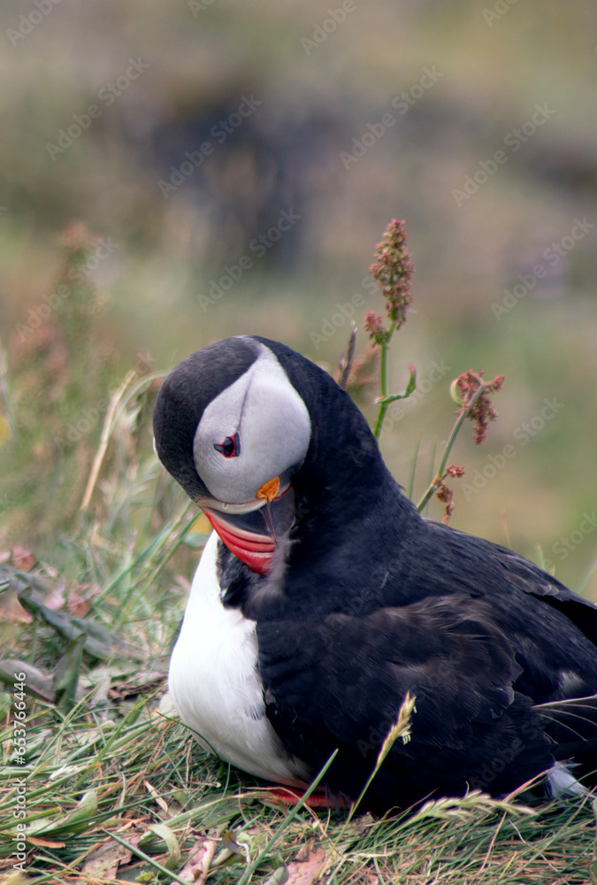 puffin
