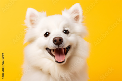 The portrait of a happy white dog, with black pattern on a bright yellow background shot in a studio, Generative AI. © Surachetsh