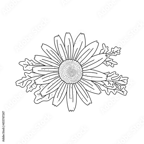 Camomile flower floral doodle hand drawn vector illustration isolated on white background
