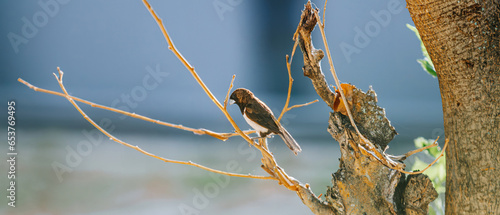 The Sooty-Headed Bulbul bird is a member of the Pycnonotidae family and perch on the tree