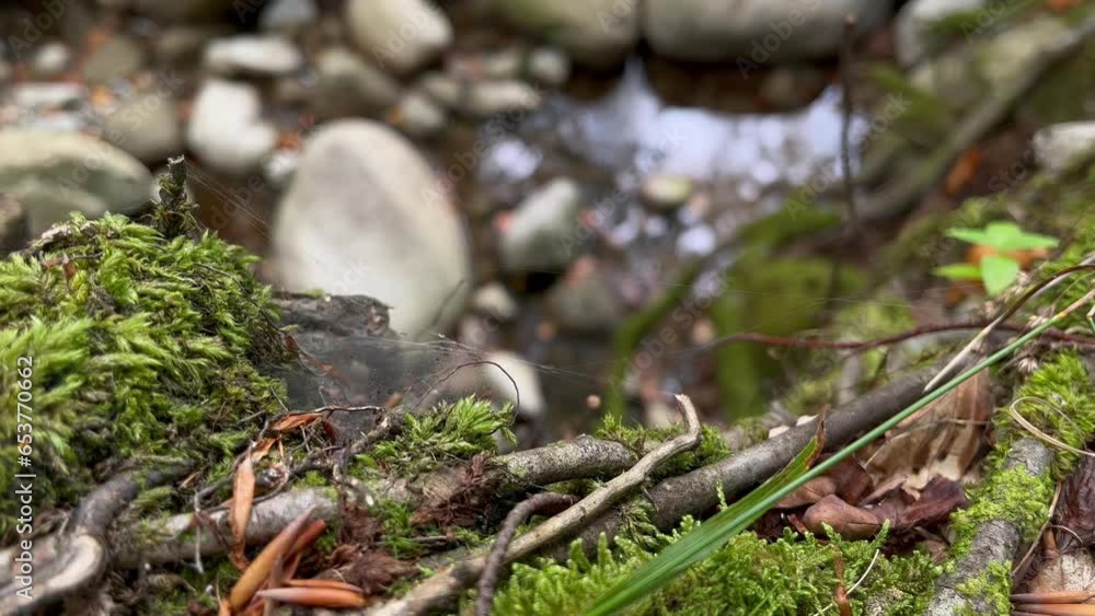 Close up of a mossy rock with beech sticks and flowing stream in the background. 4K 60fps. Close up of a mossy rock with beech sticks and flowing stream in the background. 4K 60fps.