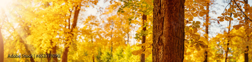 Panoramic close-up view of the chestnut tree in autumnal park.