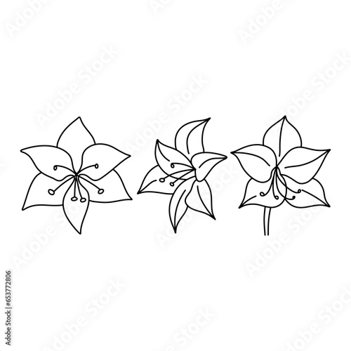 Amaryllis flower doodle set. Isolated vector botanical illustration