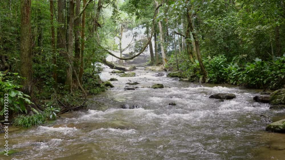 Tropical forests can absorb large amounts of carbon dioxide from the atmosphere through photosynthesis, and store vast amounts of carbon in tree trunks, branches and roots. Tropical forests can absorb large amounts of carbon dioxide from the atmosphere through photosynthesis, and store vast amounts of carbon in tree trunks, branches and roots.