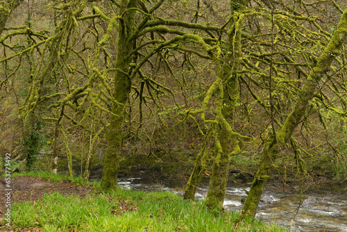 Green mossy trees by an Exmoor river. photo