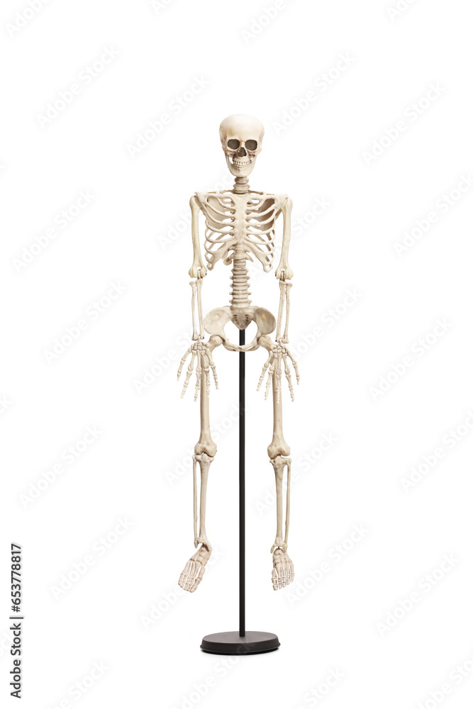 Studio shot of a human skeleton on a stand