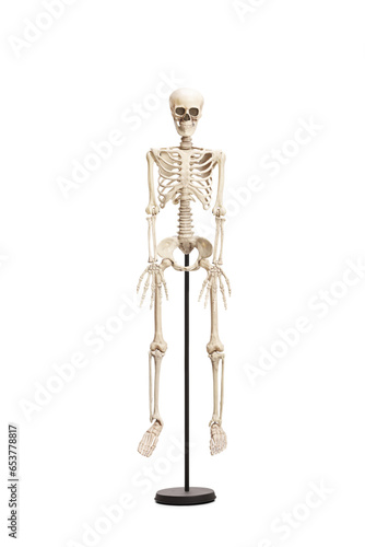 Studio shot of a human skeleton on a stand