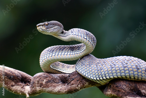 Mangrove pit viper on a tree branch