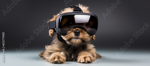 Virtual reality engrosses young dog photo