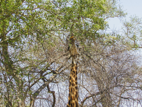 girafa entre as folhas de uma árvore na savana africana photo