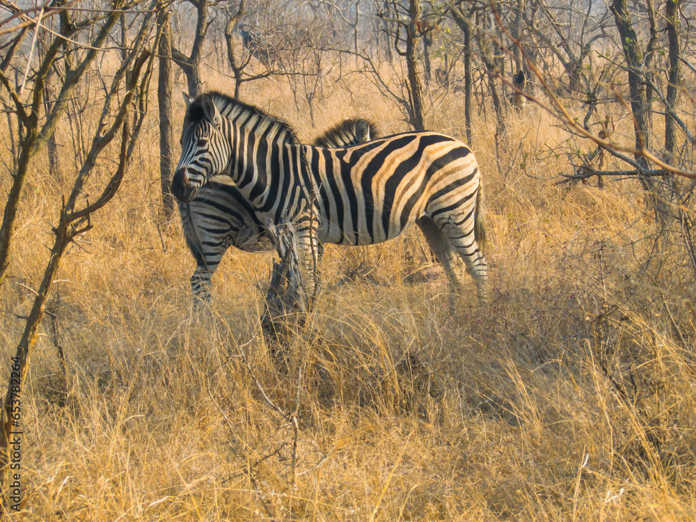 Obraz premium Zebras na savana africa kruger parque africa do sul