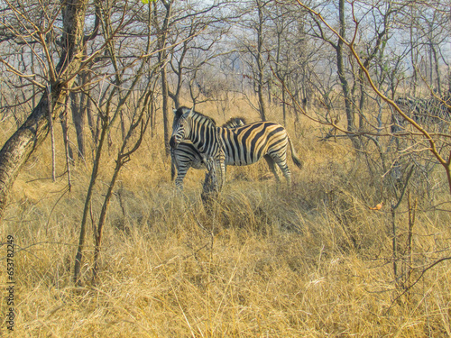 Animal selvagem Zebra no Kruger Parque na Africa do Sul