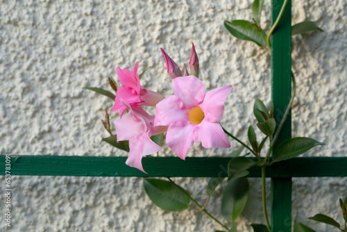 Rosa Dipladenia (Mandevilla) an grüner Rankhilfe