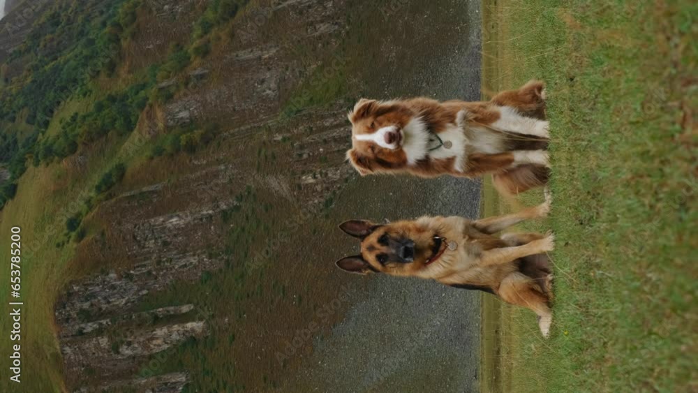 Two dogs travel together in the mountains of Georgia. Beautiful nature of Truso Valley in Kazbegi region. German and Australian Shepherd Dogs explore the world. Pets pose and then run forward Two dogs travel together in the mountains of Georgia. Beautiful nature of Truso Valley in Kazbegi region. German and Australian Shepherd Dogs explore the world. Pets pose and then run forward