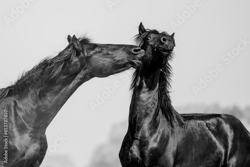 Friesian horse. Breed of horse originating in Friesland in the Netherlands. They are both elegant and powerful and sport luxurious manes and tails.