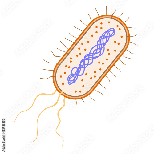 Bacterial cell on a white background.