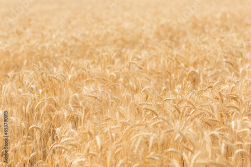 Golden wheat in field ready to harvest photo