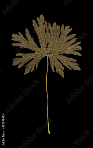 Beautiful and Photorealistic Green Leaf Isolated on Black Background