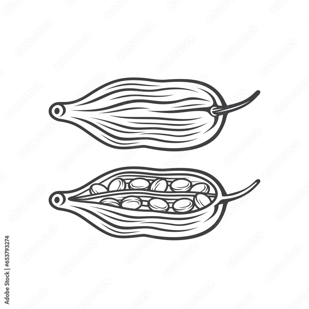 illustration of cardamom, spice, vector art. illustration of cardamom, spice, vector art.