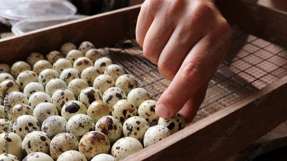 a man's hand places a tiny spotted quail egg with selected eggs in an incubation box, home-breeding quails in a simple incubator, laying small poultry eggs on the grid of incubation equipment