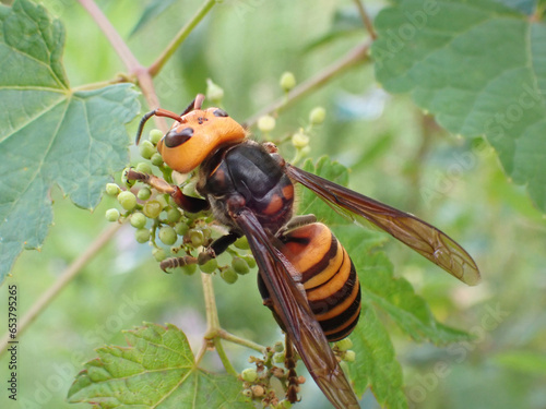 A ferocious and dangerous hornet, Vespa simillima. photo