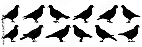 Pigeon silhouettes set, large pack of vector silhouette design, isolated white background