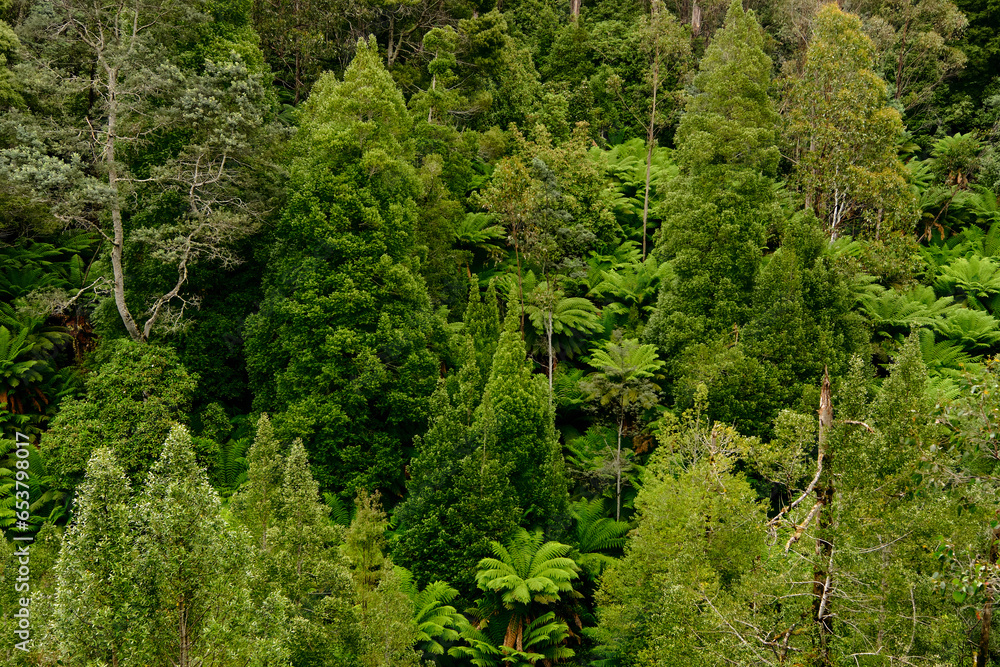 Lush Wall of Mountain Trees Lush Wall of Mountain Trees