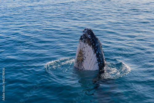 Humpback whale mugging boat in glassy water