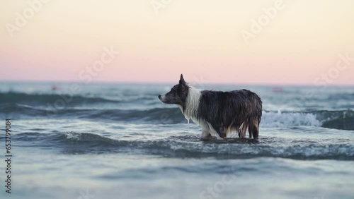 the dog jumps on the water. Funny border collie playing on holiday in nature by the sea