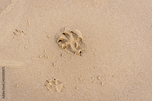 Norfolk, dog prints in the sand