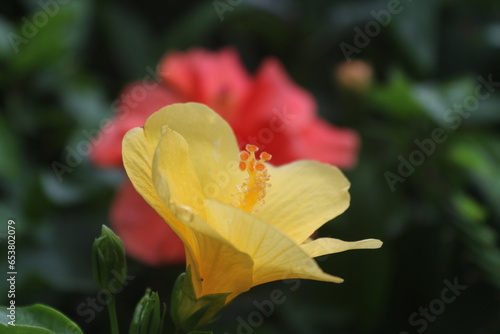Yellow color hibiscus portrait in the garden. Blurry background and selective focus