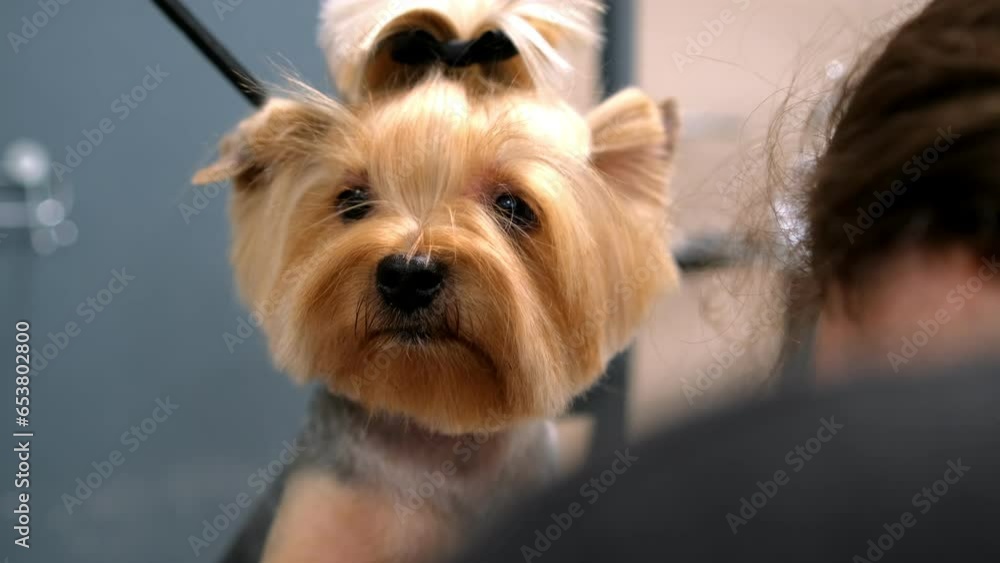 Amazingly beautiful Yorkshire terrier standing on table in grooming salon and breathing with opened mouth while woman brushing his fur Amazingly beautiful Yorkshire terrier standing on table in grooming salon and breathing with opened mouth while woman brushing his fur