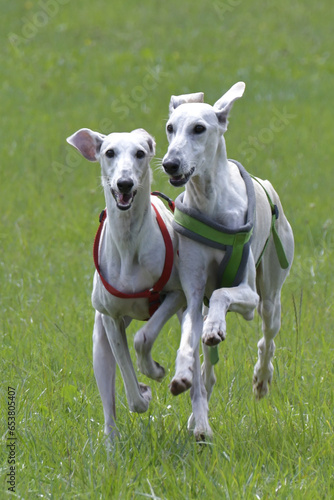 windhunde draussen