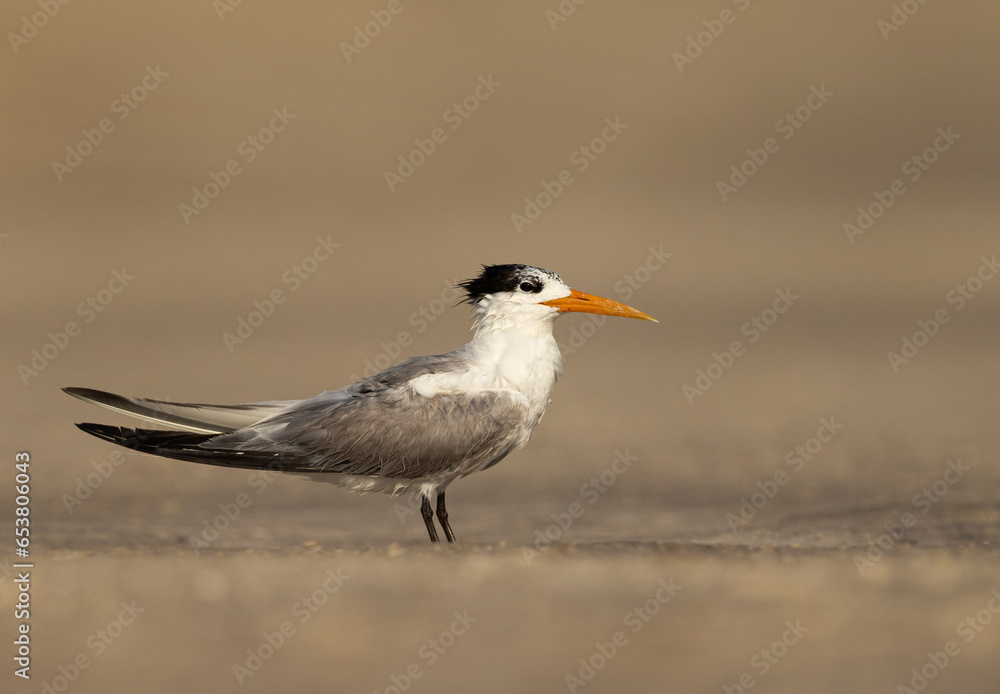 Closeup of a Lesser Crested Tern at tubli, Bahrain Closeup of a Lesser Crested Tern at tubli, Bahrain
