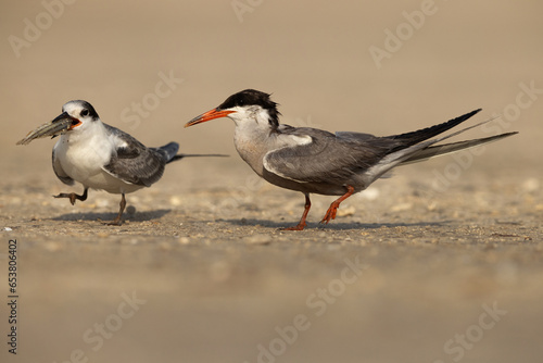 White-cheeked Tern feeding fish to the young one at Tubli, Bahrain