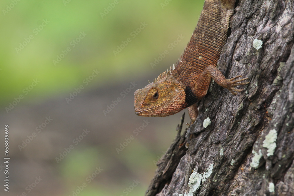 Oriental garden lizard relaxing on a tree branch Oriental garden lizard relaxing on a tree branch