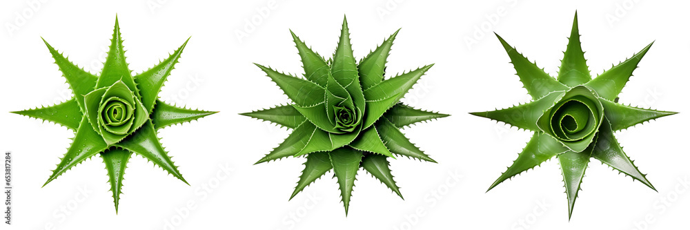 Set of Aloe vera plants isolated on a transparent or white background in the top view.
Set of Aloe vera plants isolated on a transparent or white background in the top view.