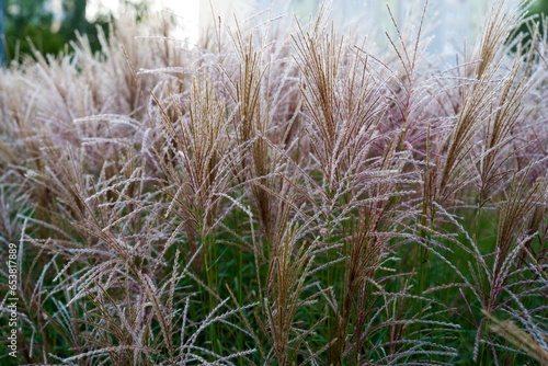 ornamental grass, wind