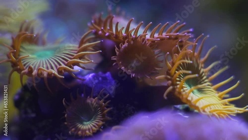 frag colony of zoanthid possibly Zoanthus sociatus, fluorescent polyp move in laminar flow, active animal grow in nano reef marine aquarium, popular demanding pet, blue LED low light, beautiful bokeh photo