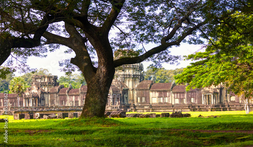 Acacia tree on the background of the temples - Green leaves pattern of acacia tree - Angkor temple complex, Siam Reap, Cambodia, Southeast Asia photo