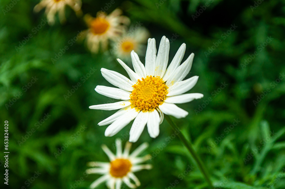 Flowers and Plants Flowers and Plants