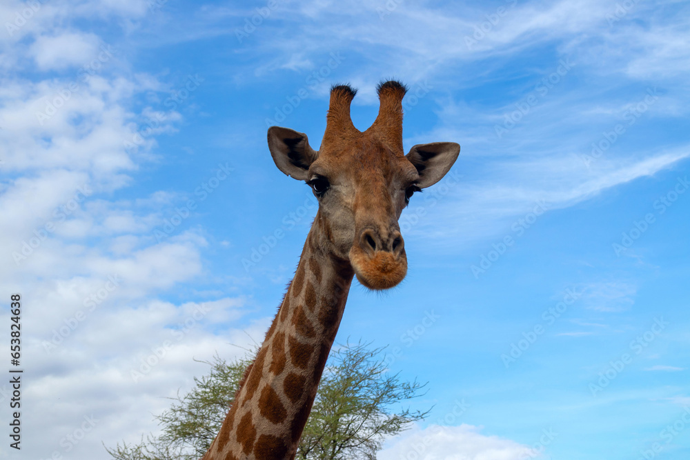 Wild african animal. Close up of large common  Namibian giraffe on the summer blue sky.