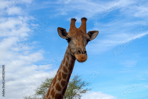 Wild african animal. Close up of large common Namibian giraffe on the summer blue sky.