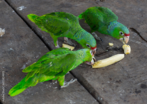 Panama, Darien Province, Puerta Lara, Green Parrots Eating Banana In Wounaan Tribe photo